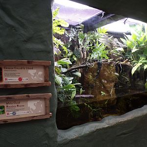 Chinese crocodile lizard and white cloud mountain minnow tank 29.6.24