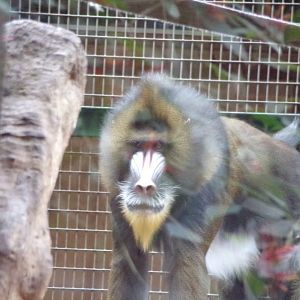 Mandrill male 29.6.24