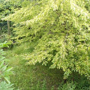 African wild dog enclosure 29.6.24