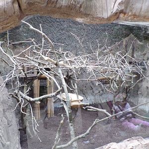 North luzon giant cloud rat enclosure 29.6.24