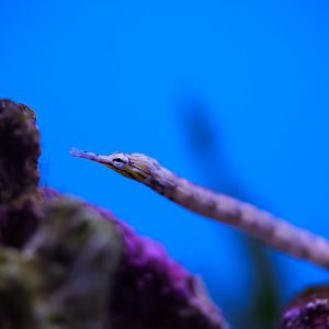 Dragon Face Pipefish