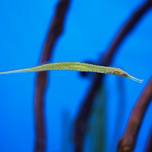 Alligator Pipefish