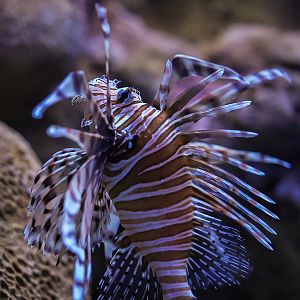 Volitan / Red Lionfish