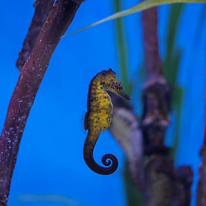Yellow Seahorses and Alligator Pipefish