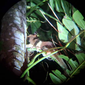 Striped Possum (Dactylopsila trivirgata picata)