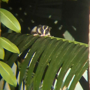 Striped Possum (Dactylopsila trivirgata picata)
