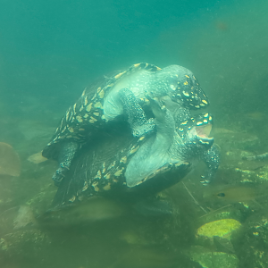 Black Pond Turtle (Geoclemys hamiltonii)