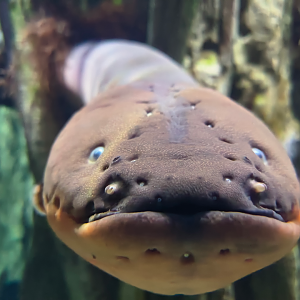 Electric Eel (Electrophorus electricus)