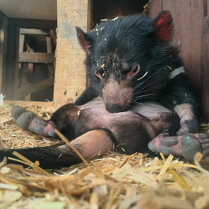 Tasmanian Devil (Sarcophilus harrisii)