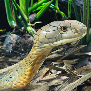King Cobra (Ophiophagus bungarus)