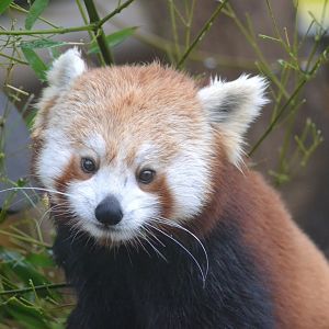 Nepalese red panda