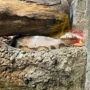 Sumatran Blood Python
