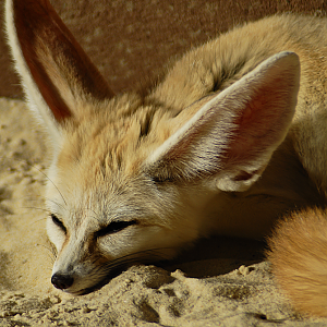 Fennec - Longleat 2024