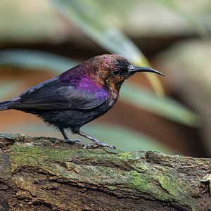 Sunbird ID - Zoopark Zájezd