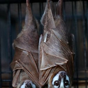 Moluccan masked flying fox (Pteropus personatus)