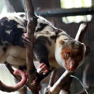 Waigeo Spotted Cuscus (Spilocuscus papuensis)