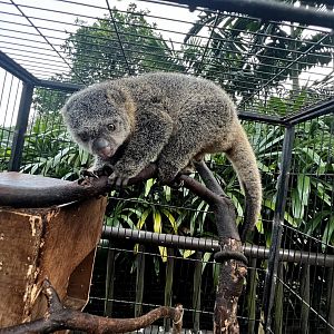 Sulawesi bear cuscus (Ailurops ursinus)