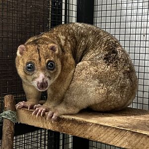blue-eyed cuscus (Phalanger matabiru)