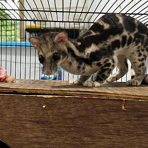 banded linsang (Prionodon linsang)