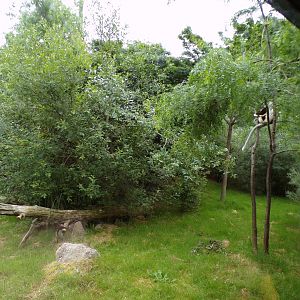 Conquerel’s sifaka enclosure 29.6.24
