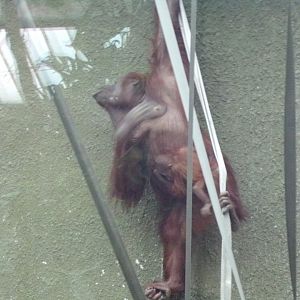 Bornean orangutan with young  29.6.24