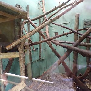 Tamandua indoors 29.6.24