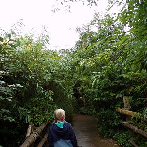 View of Sumatran bird walkthrough aviary 29.6.24