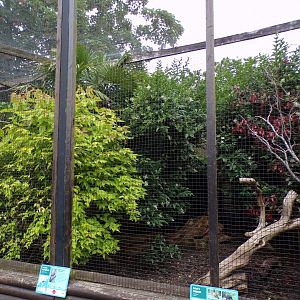 Mixed bird aviary 29.6.24