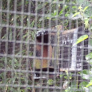 Prevost’s squirrel access tunnel 29.6.24