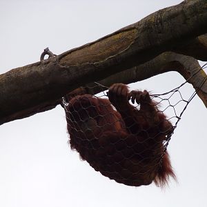 Sumatran orangutan 29.6.24