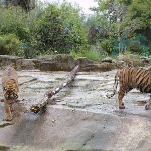 Sumatran tigers 29.6.24