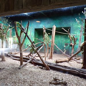 Malayan sun bear indoors 29.6.24