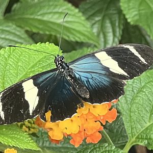 Sara Longwing (Heliconius sara)