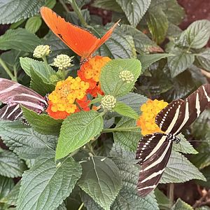Butterflies pollinating Flowers