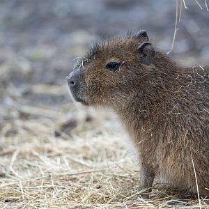 Juvenile Capybara, CWP, UK