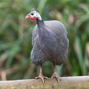 Helmeted guinea fowl, CWP, UK