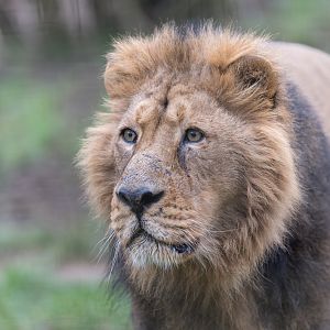 Asiatic lion (m), CWP, UK