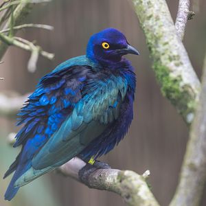 Purple Glossy Starling, CWP, UK