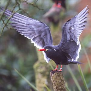 Inca tern, CWP, UK