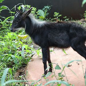 Sumatran serow (Capricornis sumatraensis sumatraensis)