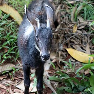 Sumatran serow (Capricornis sumatraensis sumatraensis)