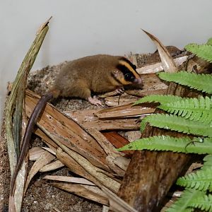 feather-tailed possum (Distoechurus pennatus)