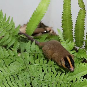 feather-tailed possum (Distoechurus pennatus)
