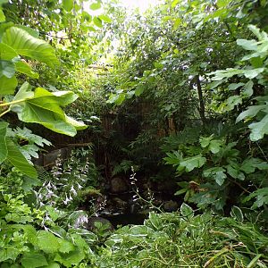 Indonesian songbird walkthrough aviary 29.6.24