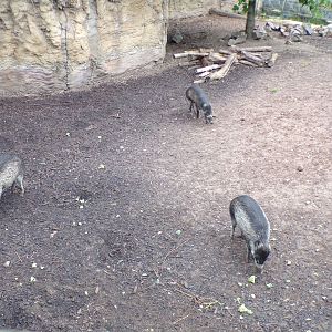 Visayan warty pigs 29.6.24