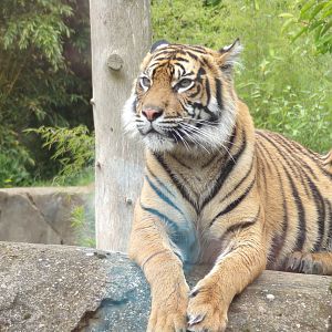 Sumatran tiger 29.6.24