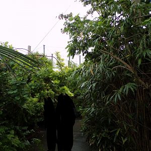 Indonesian songbird walkthrough aviary 29.6.24