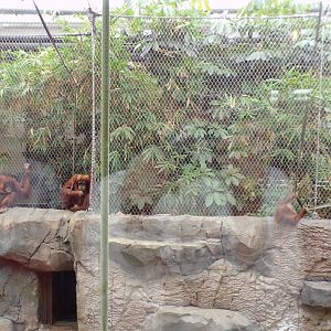 Sumatran orangutans 29.6.24