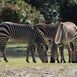 Hartmann’s Mountain Zebras (Equus zebra hartmannae)