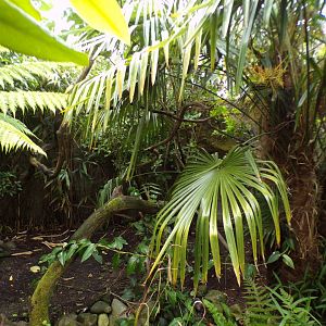 Sumatran bird walkthrough aviary 29.6.24